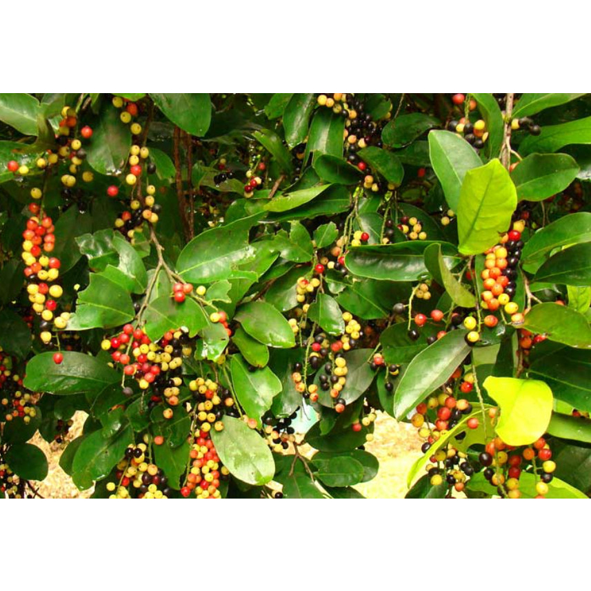 Cây giống chòi mòi