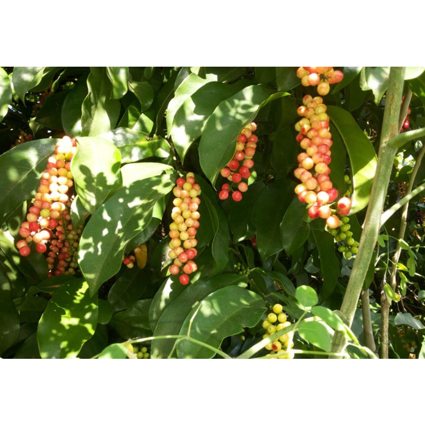 Cây giống chòi mòi