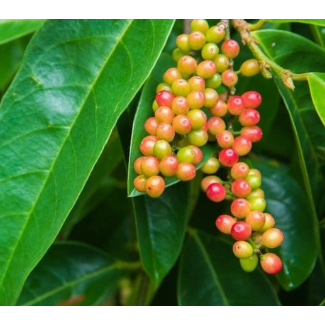 Cây giống chòi mòi