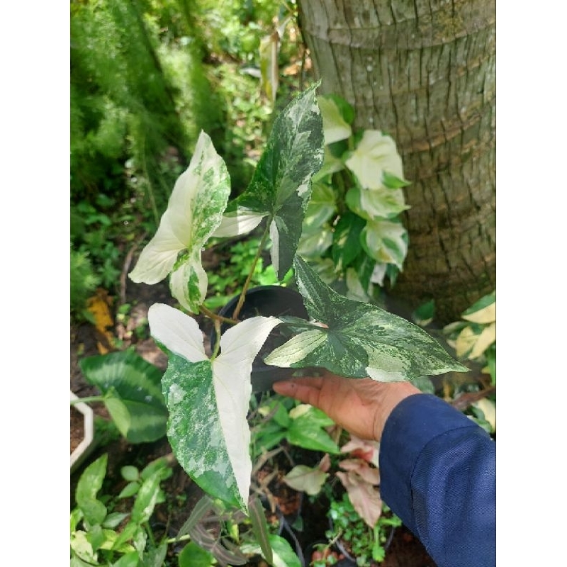 Trầu syngonium albo trắng xanh rất xinh đẹp