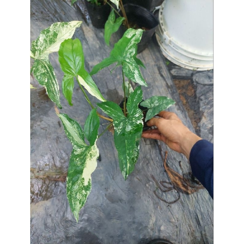 Trầu syngonium albo trắng xanh rất xinh đẹp