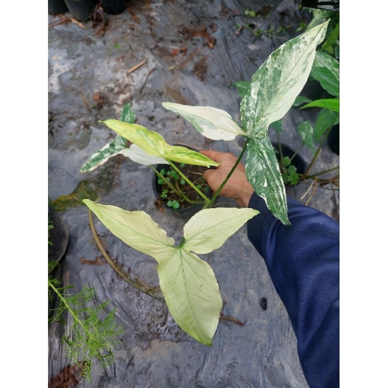 Trầu syngonium albo trắng xanh rất xinh đẹp