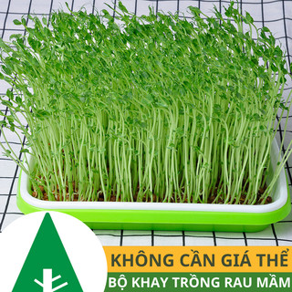 Khay trồng rau mầm, Khay ươm mầm, Khay trồng cỏ lúa mì, Giá đỗ