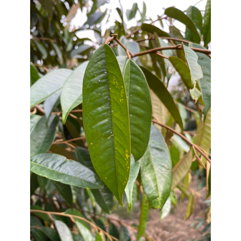 Rầy xanh sầu riêng  - rầy xanh, rầy nhảy, rầy phấn trắng, bọ trĩ trên sầu riêng