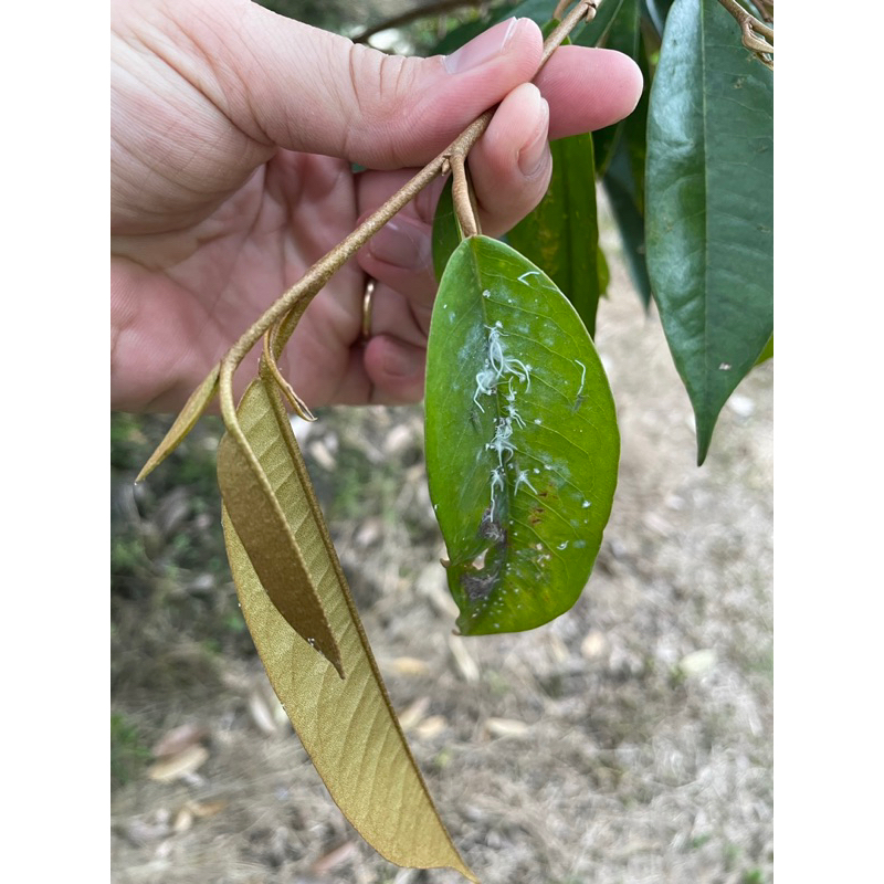 Rầy xanh sầu riêng  - rầy xanh, rầy nhảy, rầy phấn trắng, bọ trĩ trên sầu riêng