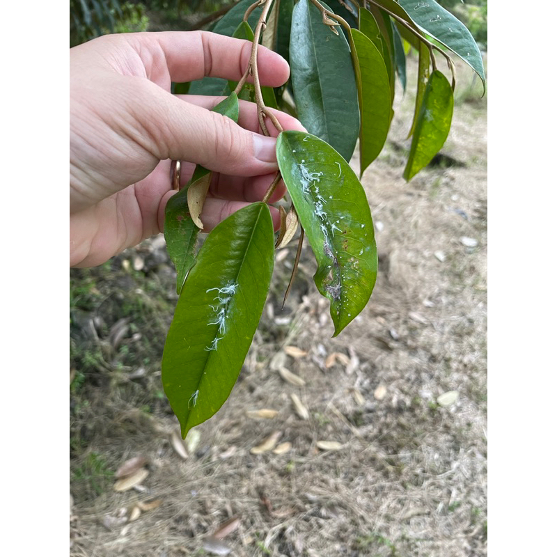 Rầy xanh sầu riêng  - rầy xanh, rầy nhảy, rầy phấn trắng, bọ trĩ trên sầu riêng