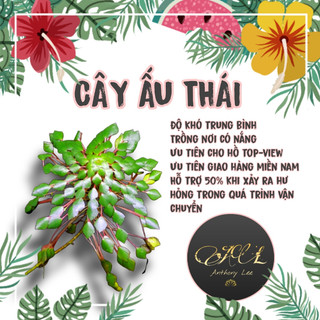 CÂY ẤU THÁI THỦY SINH-THỦY SINH TRANG TRÍ HỒ CÁ