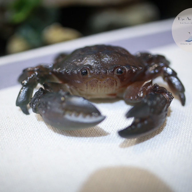 Đồ Chơi Bàn Trà,Thú Vui Tao Nhã Trên Bàn Trà,Pet, Đổi màu