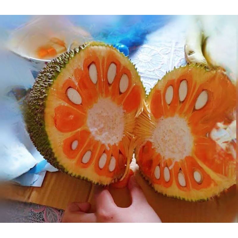 CÂY MÍT RUỘT ĐỎ GHÉP