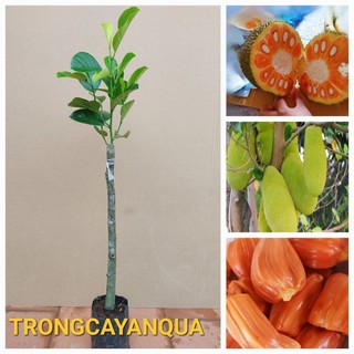 Cây mít ruột đỏ ghép