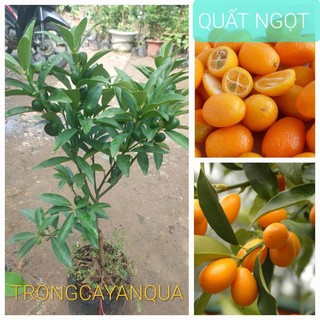 Cây quất ngọt tắc ngọt sẵn quả