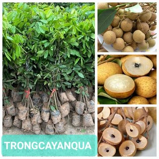 Cây nhãn không hạt cây ghép cao 70-90cm