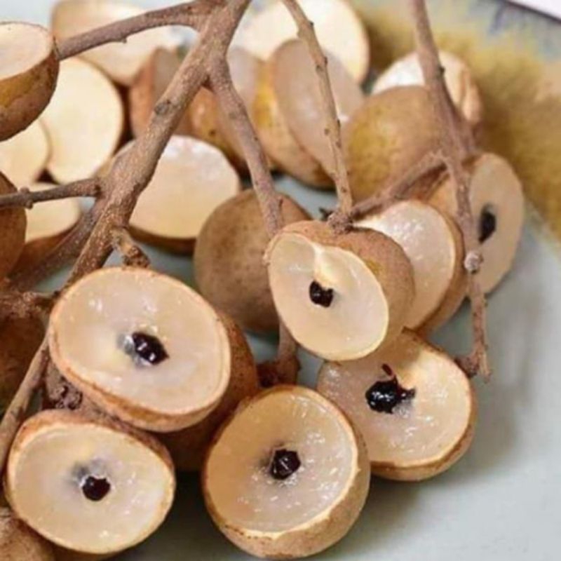 CÂY NHÃN KHÔNG HẠT CÂY GHÉP CAO 70-90CM