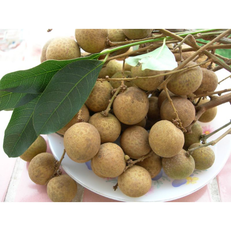 CÂY NHÃN KHÔNG HẠT CÂY GHÉP CAO 70-90CM