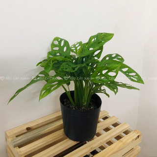 Cây Trầu Bà Lỗ để bàn - Monstera obliqua Cây Xanh Dễ Chăm Sóc