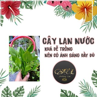 1 CÂY LAN NƯỚC - CÂY THỦY SINH, BÁN CẠN - TRANG TRÍ BỂ CÁ - LÀM ĐẸP HỒ CÁ