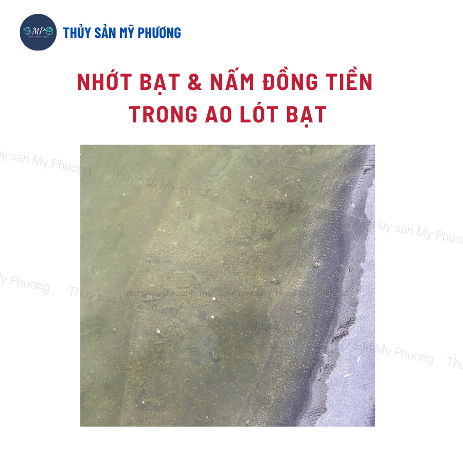 Diệt khuẩn nấm ký sinh trùng vi r/us xử lý trước thả giống chống sốc AquaKon tôm thẻ cá lươn ếch ốc baba