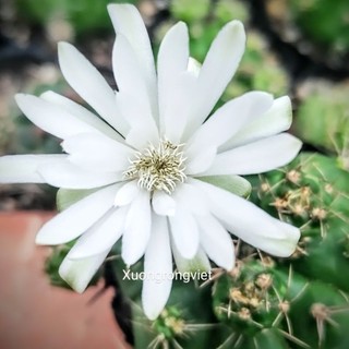 Xương rồng Bí Xanh đủ size