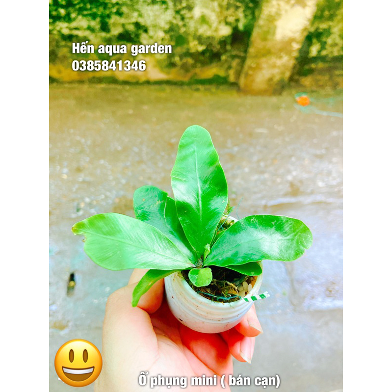 Cây ổ phụng mini ( cây bán cạn )