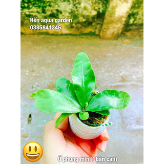 Cây ổ phụng mini