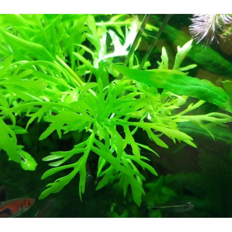 Thủy Cúc Thủy Sinh