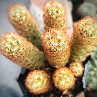 Xương rồng Thạch Trụ Thiên ( Mắc áo)