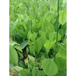 rau bò khai( cây giống)