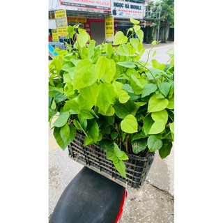 rau bò khai( cây giống)