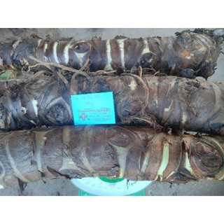 10kg bạc hà núi củ to già loại 1 hàng chọn