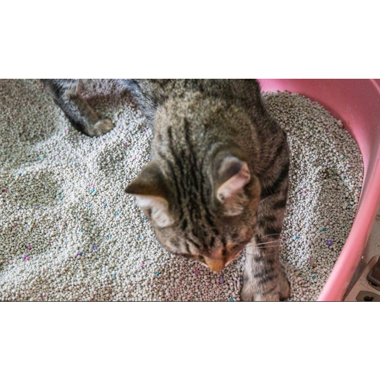 Cát Vệ Sinh Cho Mèo 9l, Cát Mèo Vệ Sinh Khử Mùi Diệt Khuẩn Premium Cat Litter Kleen - CM01
