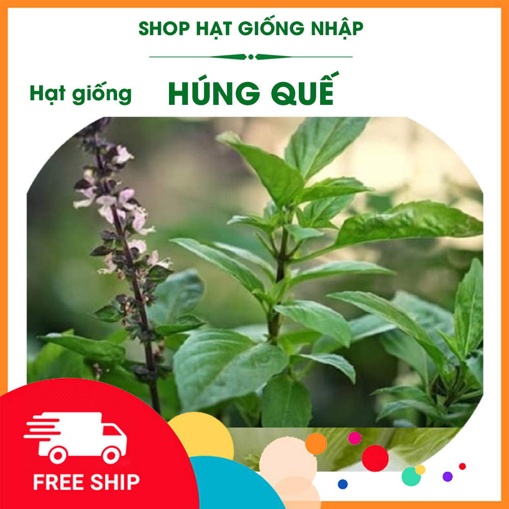 Hạt giống rau húng quế (húng chó)