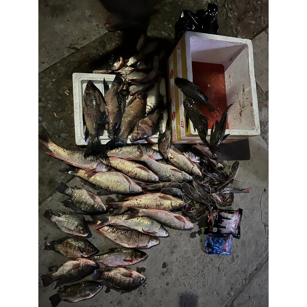 Cám câu Đài, câu tay DF Tổng Hợp - DUYFISHING