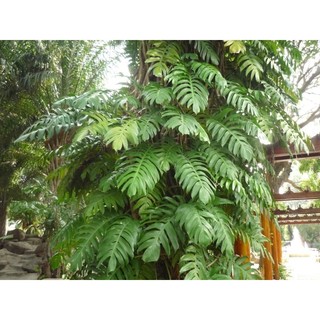 Trầu bà monstera là xẻ thùy thân leo.