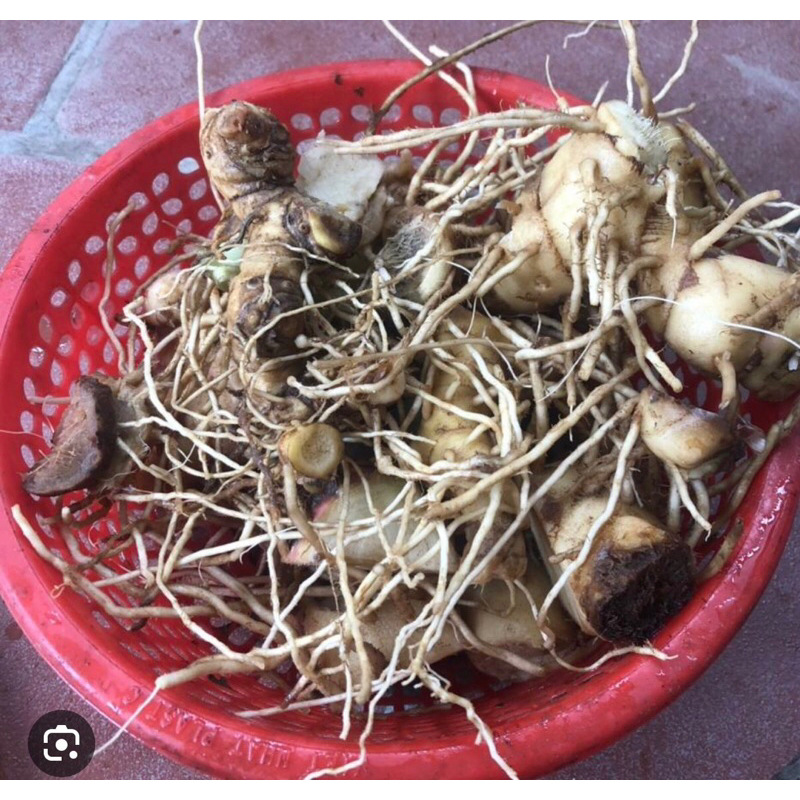 1kg củ mía dò tươi