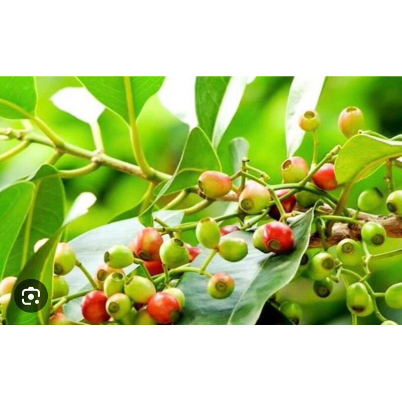 1 kg lá vối tươi