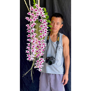Dã hạc siêu hoa.