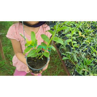 DÃ  HẠC SIÊU HOA.