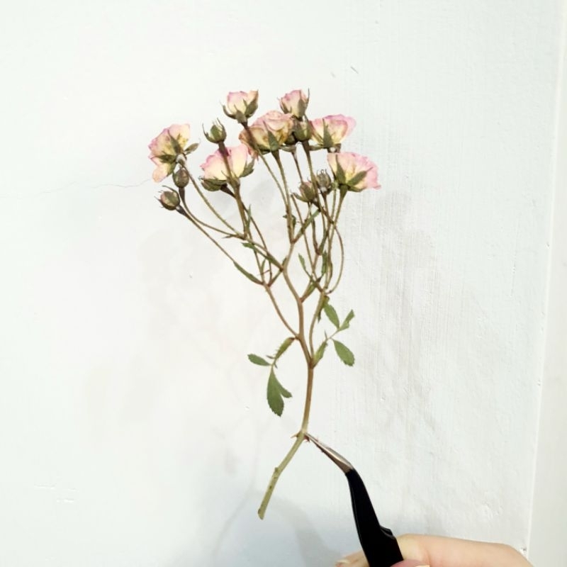 Hoa hồng mini nhiều nụ ép khô trang trí sổ bullet journal, scrapbook, ốp điện thoại, đóng khung tranh, làm handmade