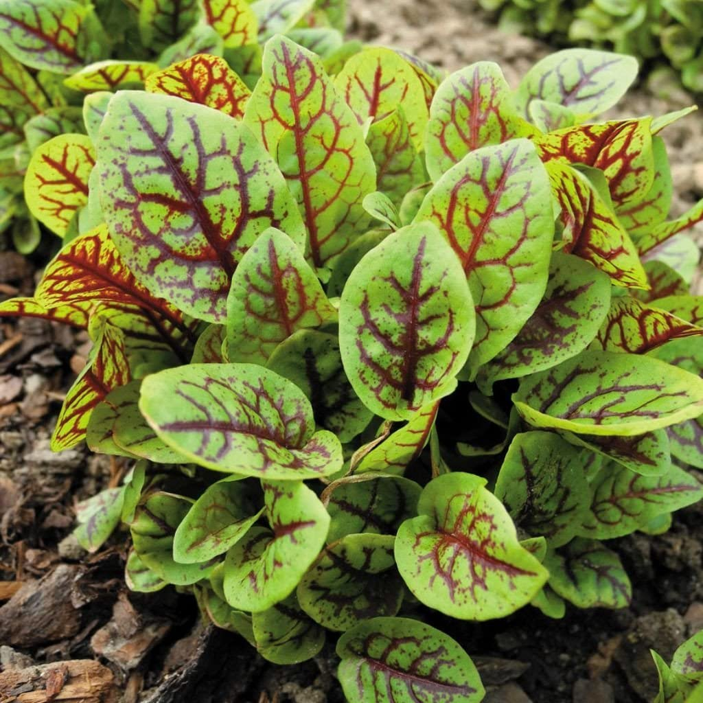 Hạt giống cải chua Sorrel - tỷ lệ nảy mầm 90%