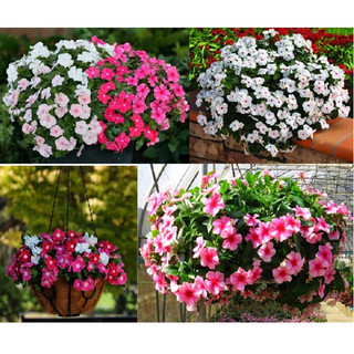 Hạt giống hoa dừa cạn rủ mix màu