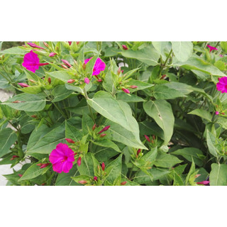 Hạt giống hoa Bông Phấn mix màu