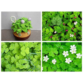 Hạt giống cỏ ba lá trắng