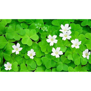 Hạt giống cỏ ba lá trắng