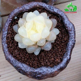 hạt giống sen đá kim cương