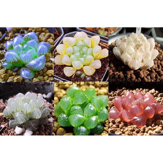 hạt giống sen đá kim cương