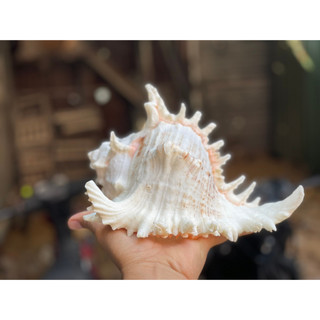 Vỏ Ốc Gai Trắng  Lớn