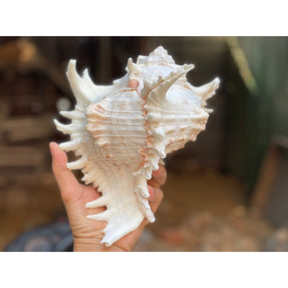 Vỏ Ốc Gai Trắng  Lớn