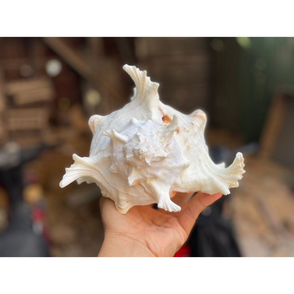 Vỏ Ốc Gai Trắng  Lớn