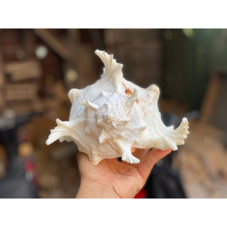 Vỏ Ốc Gai Trắng  Lớn