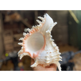 Vỏ Ốc Gai Trắng  Lớn